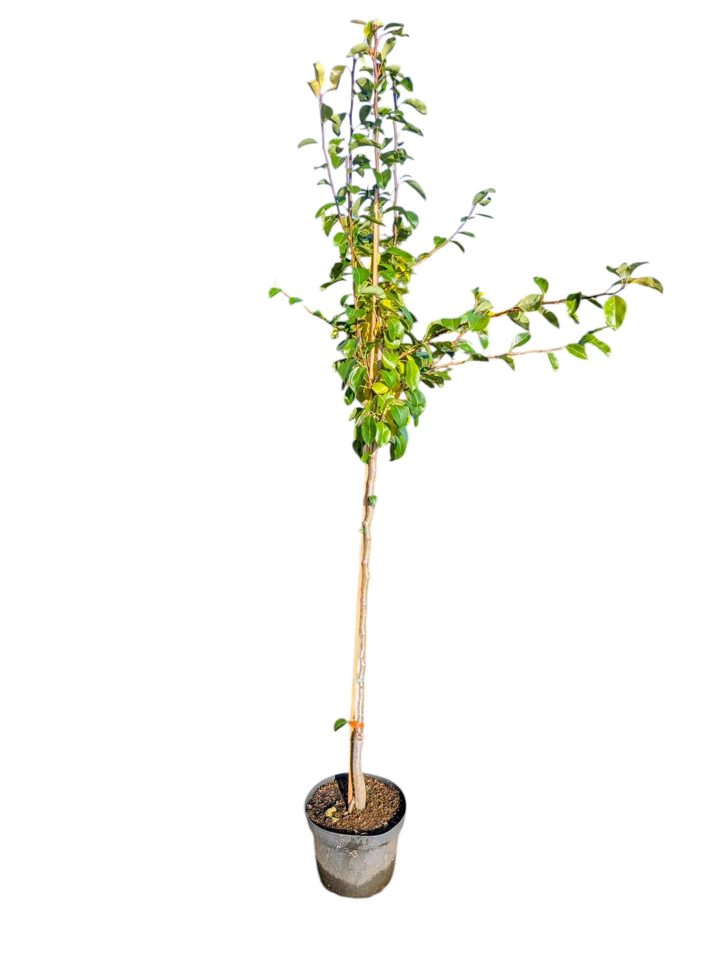 Abate Fetel Birne – Späte, aromatische Herbstbirne mit edlem Geschmack (reift auch in Norddeutschland!)