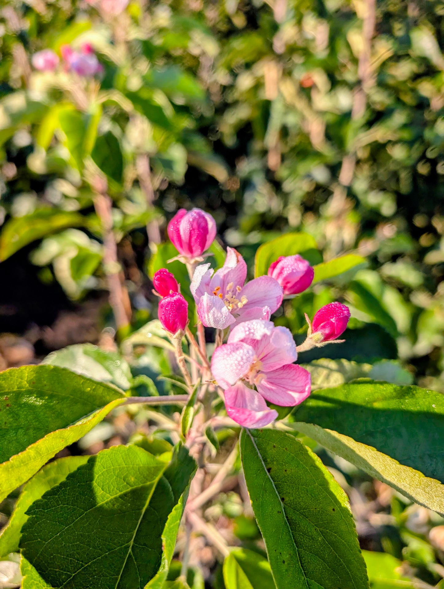 Apfel "Pinova" ®