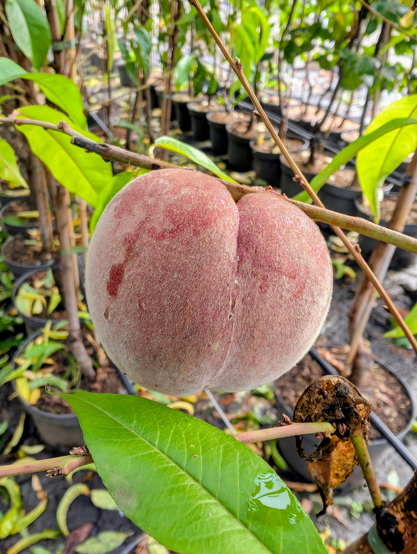 Pfirsich Echter Roter Weinbergpfirsich