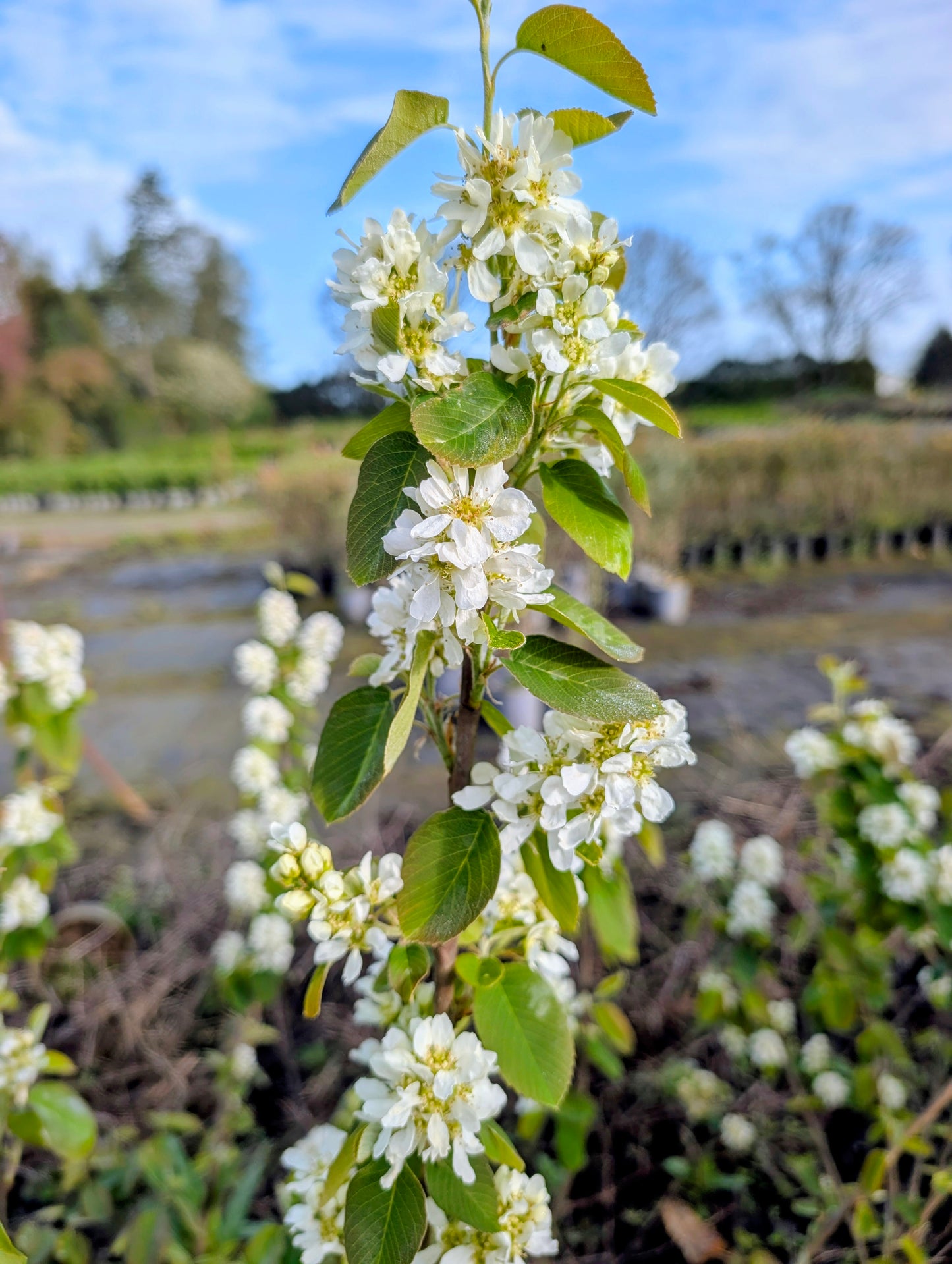 Felsenbirne Greatberry Aroma Amelanchier lamarckii großfruchtig