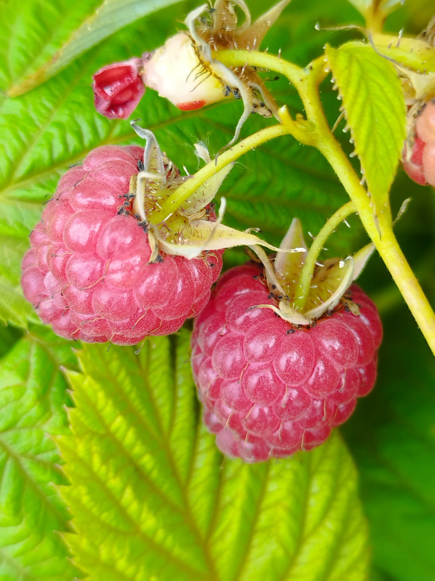 Himbeere Sanibelle