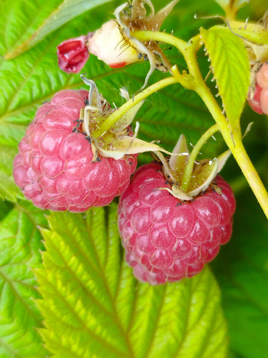 Himbeere Sanibelle