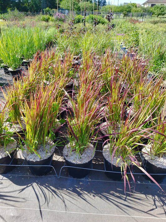 Flammengras Imperata cylindrica 'Red Baron' 3 Pflanzen