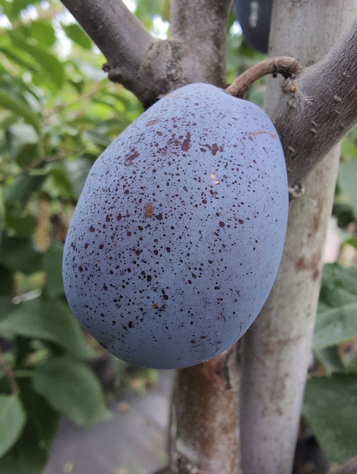 Zwetsche Ortenauer robuste Sorte