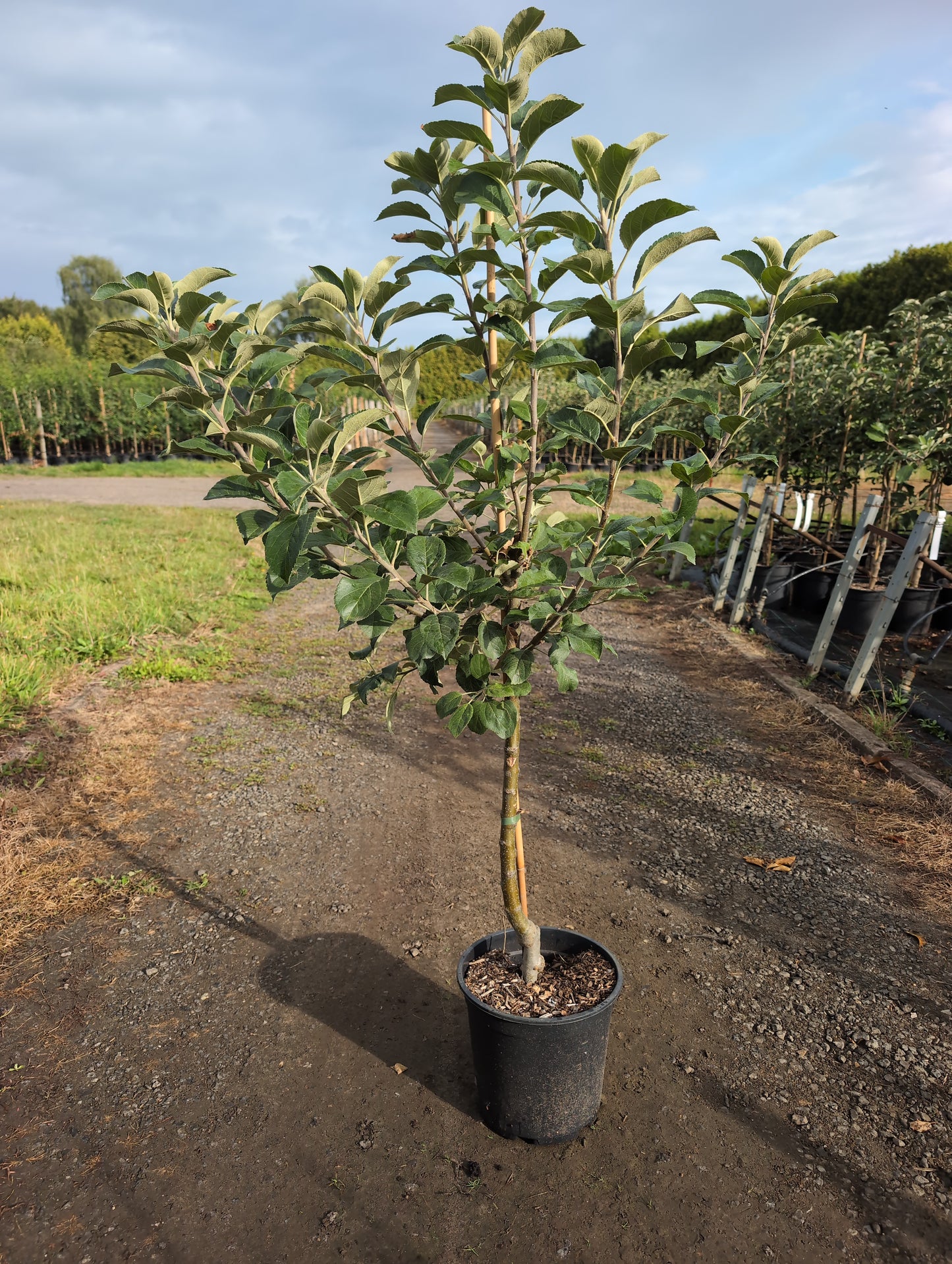Apfelbaum Alkmene – aromatischer Herbstapfel , robust & ertragreich