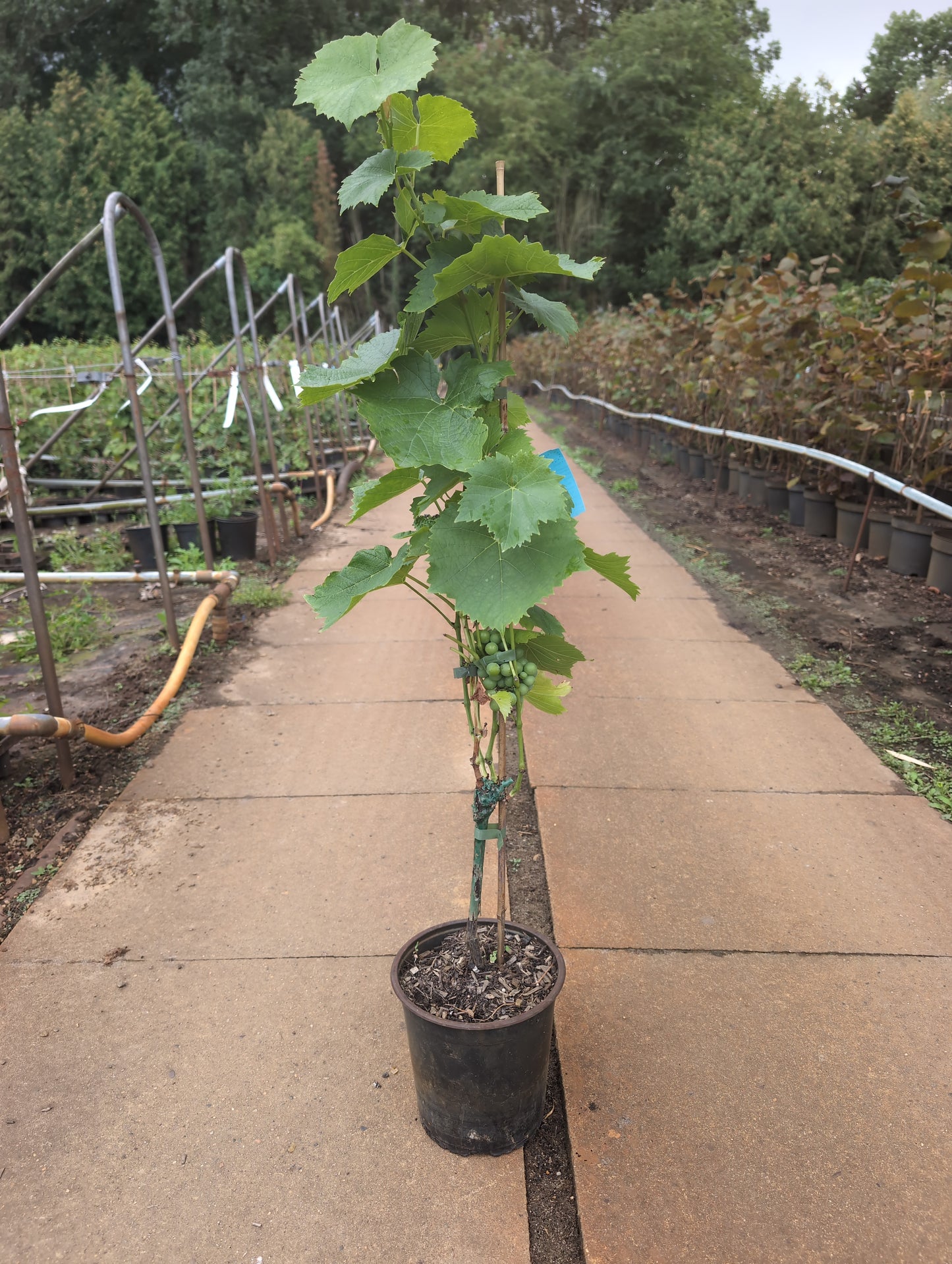 Weinrebe ‘Muscaris’ – Vitis vinifera | Aromatische weiße Trauben | Muskat-Aroma | Robuste Weintraube für Garten & Spalier