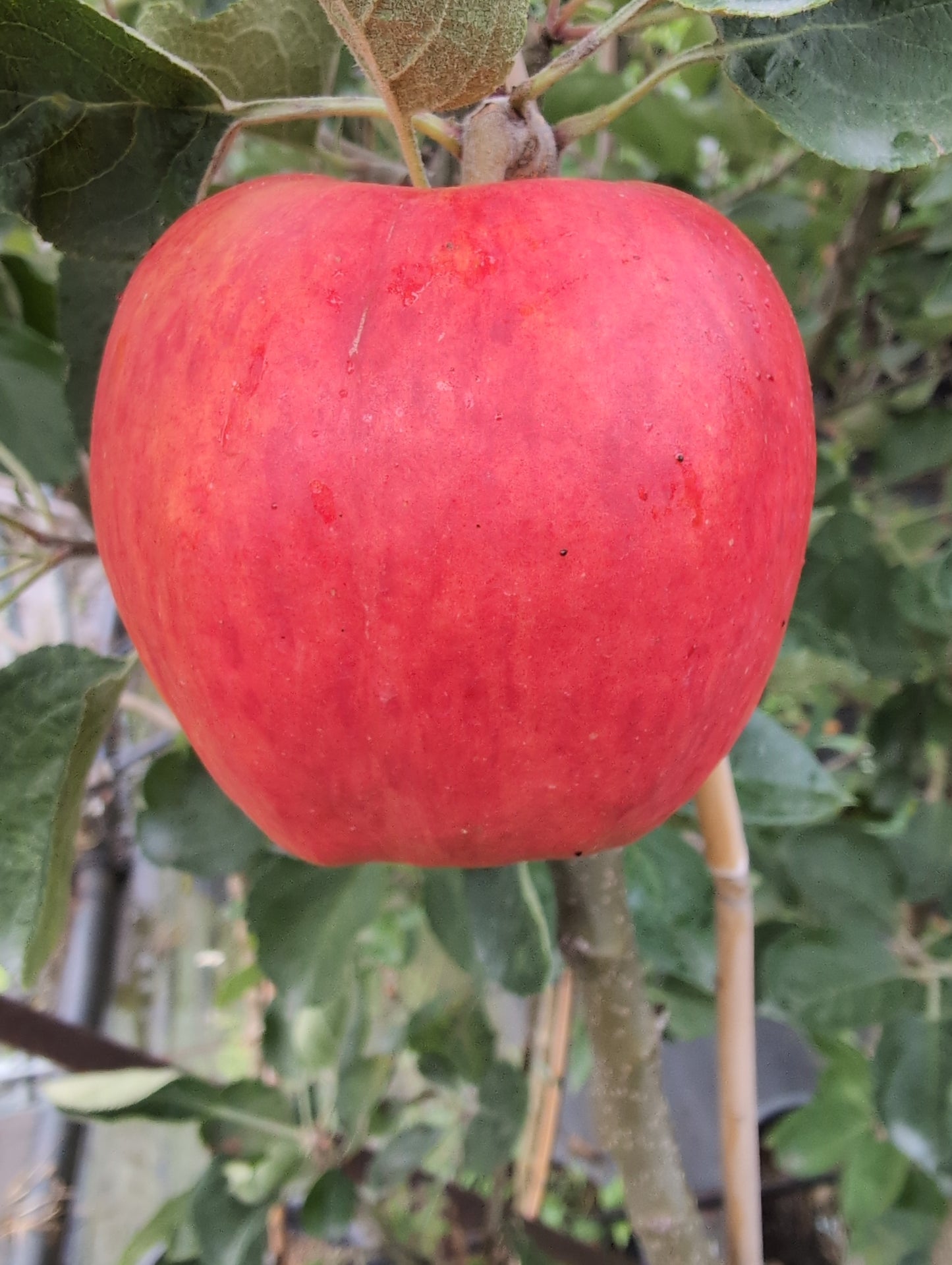 Apfelbaum ‚Piros‘ – Frühreife rote Apfelsorte | Aromatisch, saftig & winterhart |