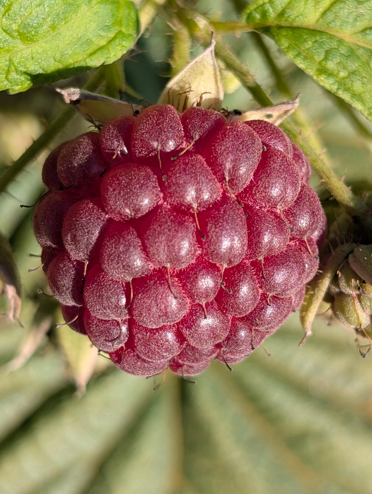 Himbeere 'Heritage'
