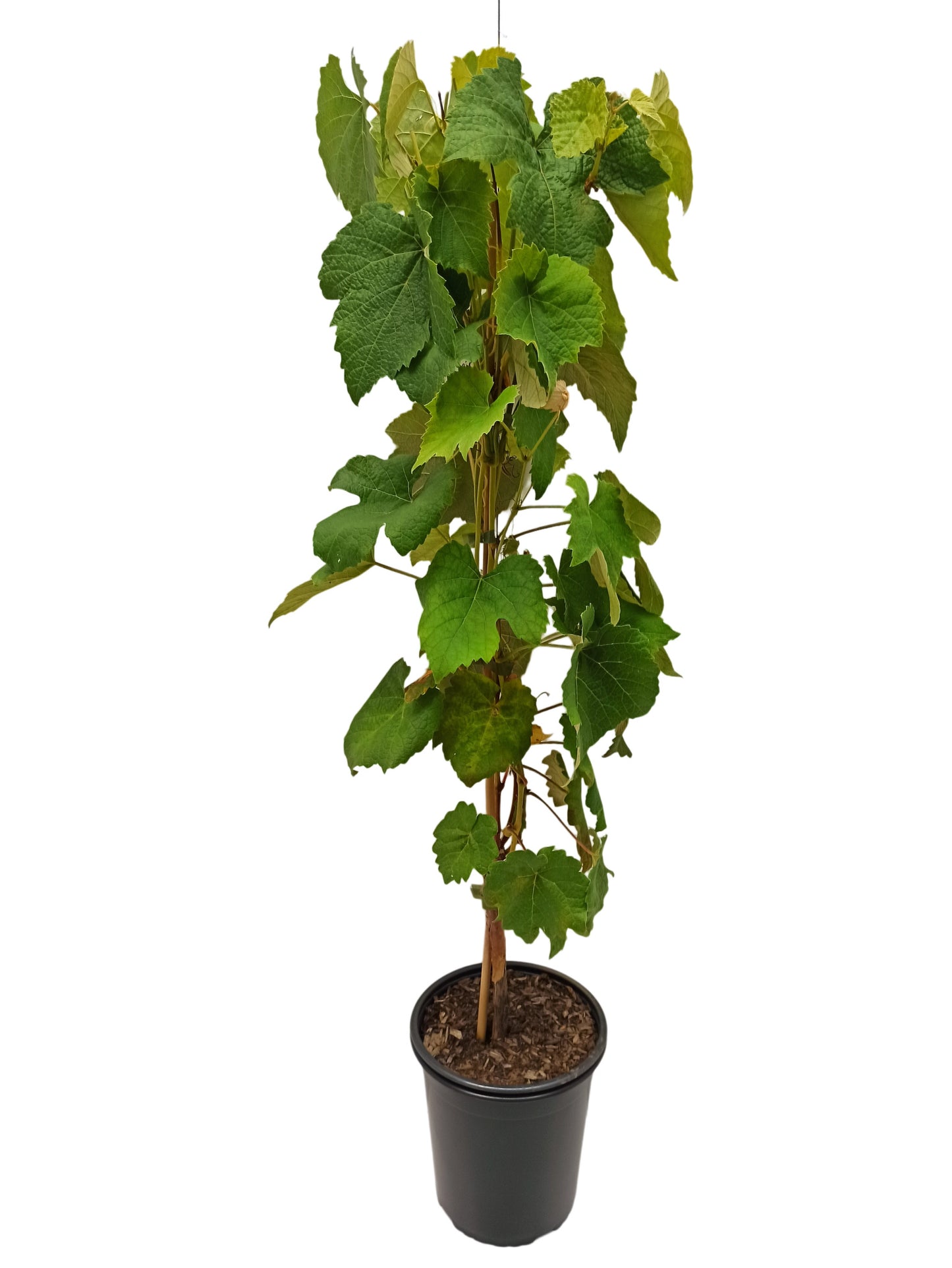 Tafeltraube Arkadia